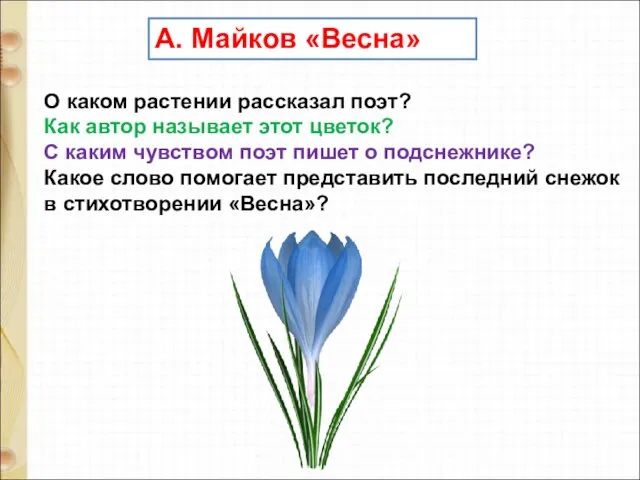 А. Майков «Весна» О каком растении рассказал поэт? Как автор называет