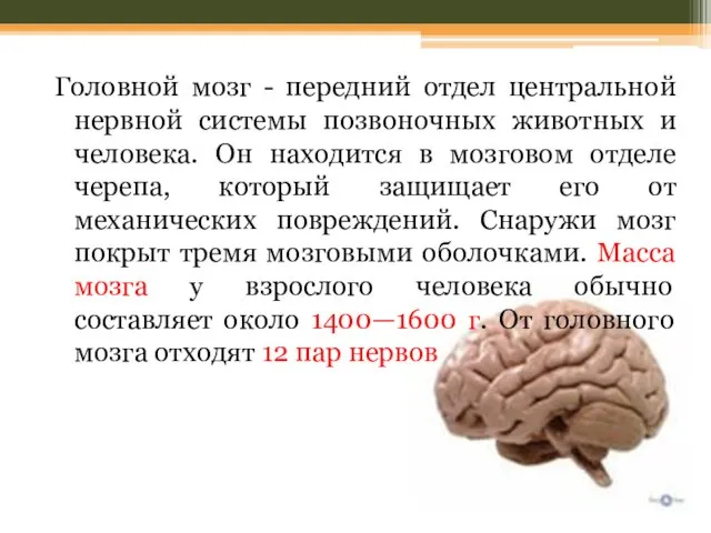 Головной мозг - передний отдел центральной нервной системы позвоночных животных и