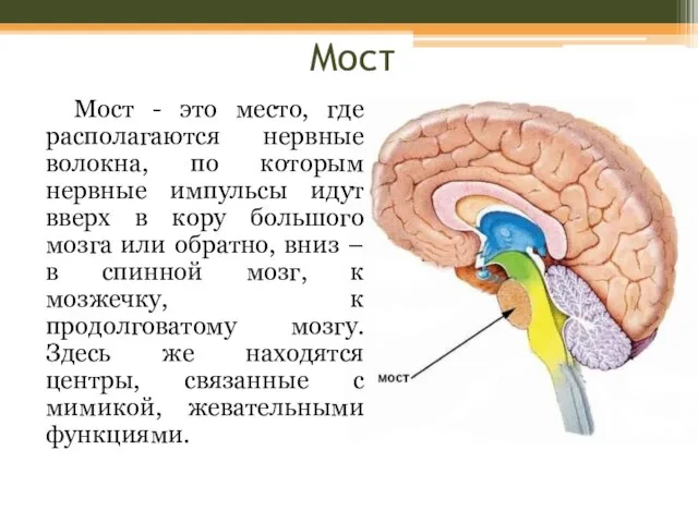 Мост Мост - это место, где располагаются нервные волокна, по которым