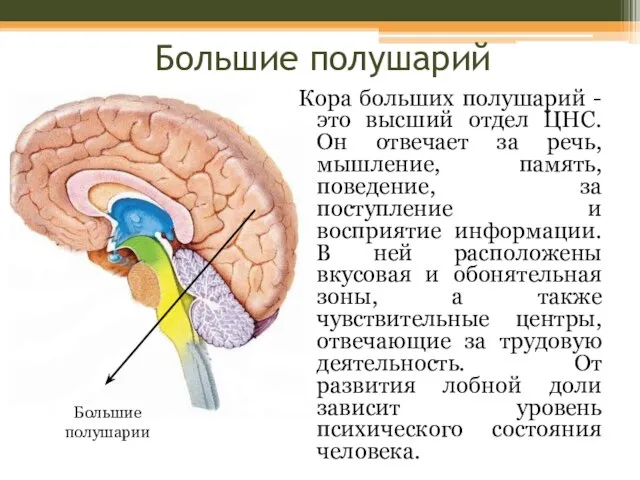 Большие полушарий Кора больших полушарий - это высший отдел ЦНС. Он