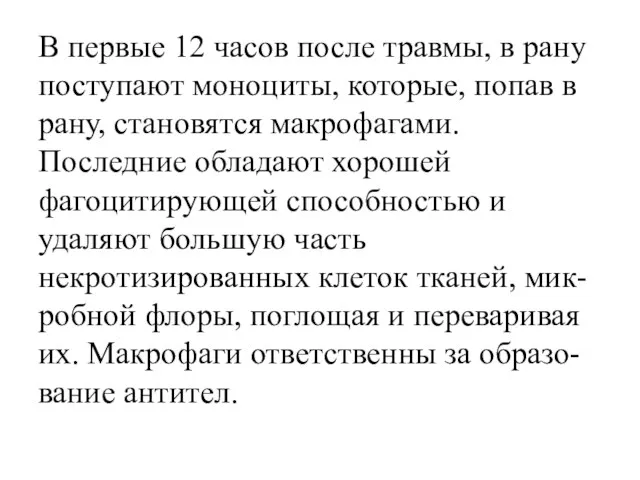 В первые 12 часов после травмы, в рану поступают моноциты, которые,