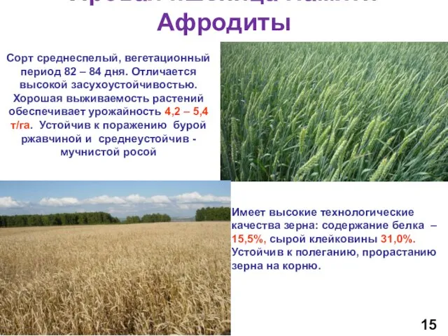 Яровая пшеница Памяти Афродиты Сорт среднеспелый, вегетационный период 82 – 84