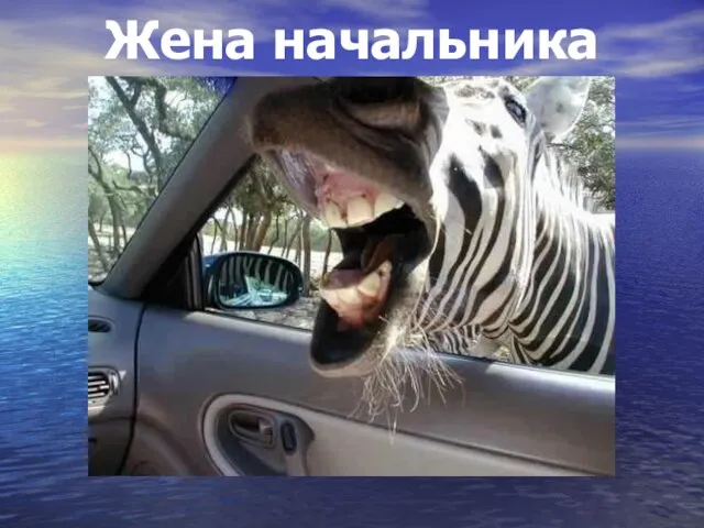 Жена начальника