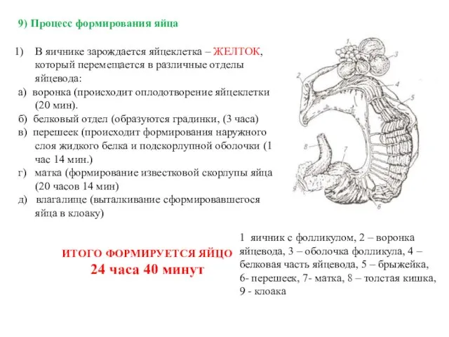 9) Процесс формирования яйца В яичнике зарождается яйцеклетка – ЖЕЛТОК, который