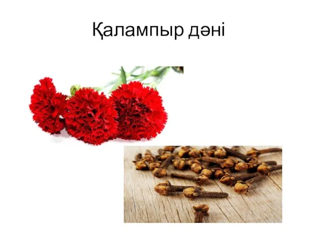 Қалампыр дәні