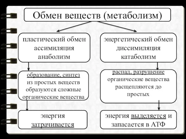 Обмен веществ (метаболизм) пластический обмен ассимиляция анаболизм энергетический обмен диссимиляция катаболизм