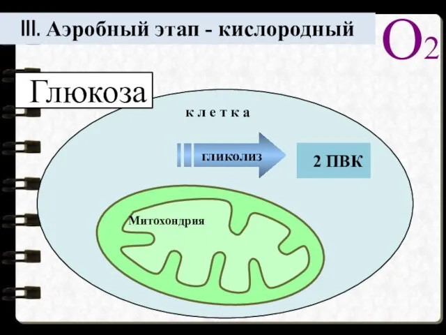 III. Аэробный этап - кислородный О2 Митохондрия 2 ПВК гликолиз к