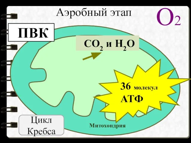 О2 Митохондрия ПВК СО2 и Н2О 36 молекул АТФ Аэробный этап Цикл Кребса