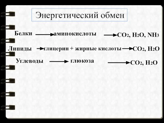 аминокислоты глицерин + жирные кислоты глюкоза Белки Липиды Углеводы СО2, Н2О,