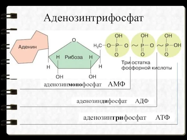 Аденозинтрифосфат аденозинмонофосфат АМФ аденозиндифосфат АДФ аденозинтрифосфат АТФ