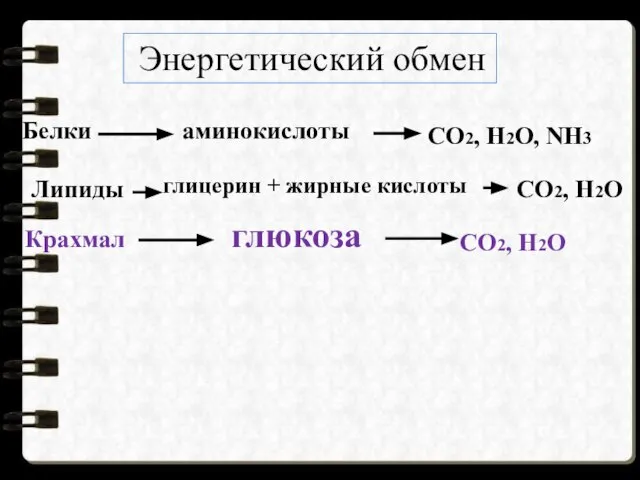 аминокислоты глицерин + жирные кислоты глюкоза Белки Липиды Крахмал СО2, Н2О,