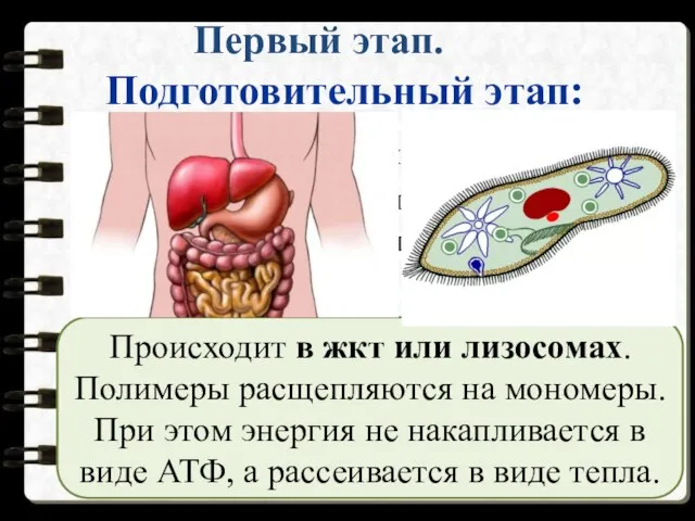 Первый этап. Подготовительный этап: Белки аминокислоты Липиды глицерин + жирные кислоты