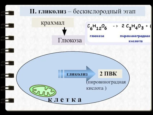 Глюкоза крахмал 2 ПВК II. гликолиз – бескислородный этап к л