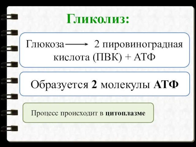 Гликолиз: Глюкоза 2 пировиноградная кислота (ПВК) + АТФ Образуется 2 молекулы АТФ Процесс происходит в цитоплазме