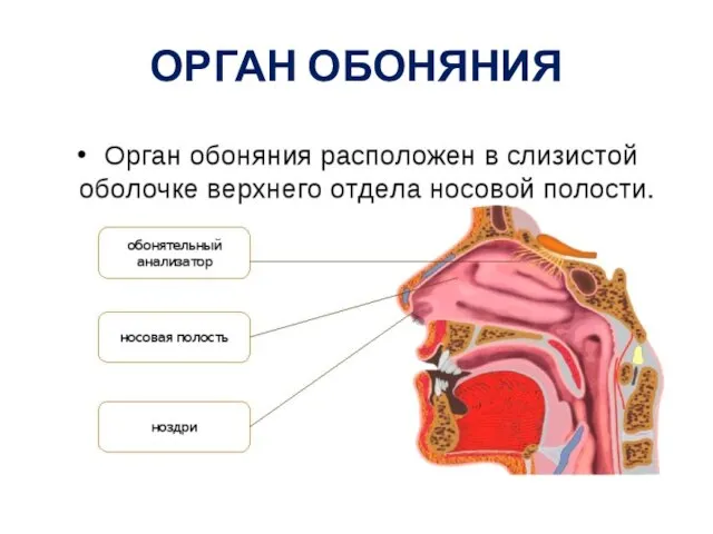 ОРГАН ОБОНЯНИЯ