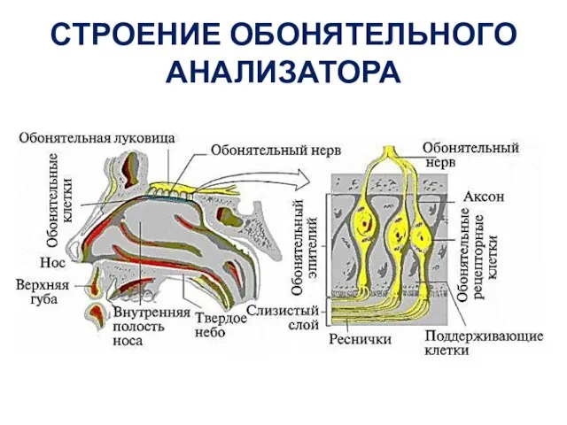 СТРОЕНИЕ ОБОНЯТЕЛЬНОГО АНАЛИЗАТОРА