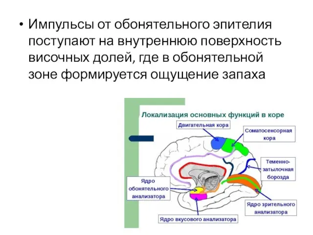 Импульсы от обонятельного эпителия поступают на внутреннюю поверхность височных долей, где