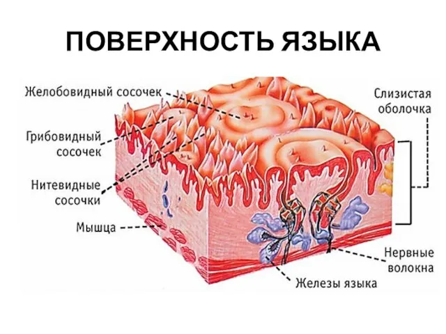 ПОВЕРХНОСТЬ ЯЗЫКА