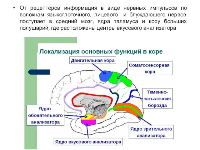 От рецепторов информация в виде нервных импульсов по волокнам языкоглоточного, лицевого