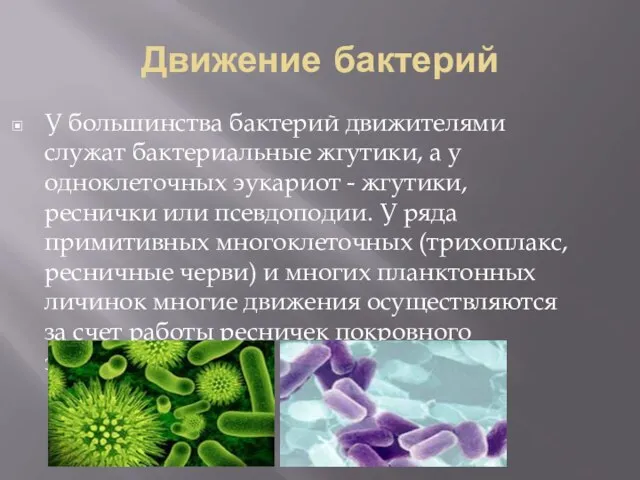 Движение бактерий У большинства бактерий движителями служат бактериальные жгутики, а у