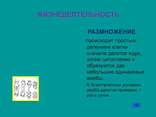 ЖИЗНЕДЕЯТЕЛЬНОСТЬ РАЗМНОЖЕНИЕ происходит простым делением клетки : сначала делится ядро, затем