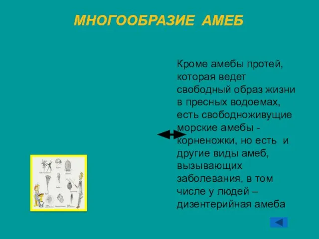 МНОГООБРАЗИЕ АМЕБ Кроме амебы протей, которая ведет свободный образ жизни в