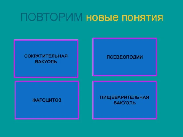 ПОВТОРИМ новые понятия ПИЩЕВАРИТЕЛЬНАЯ ВАКУОЛЬ ФАГОЦИТОЗ СОКРАТИТЕЛЬНАЯ ВАКУОЛЬ ПСЕВДОПОДИИ