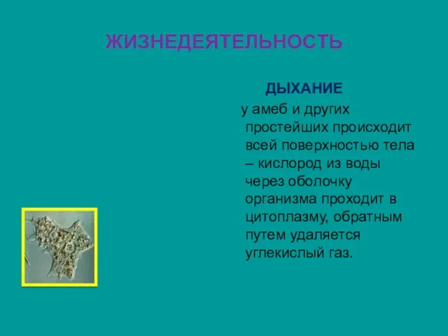 ЖИЗНЕДЕЯТЕЛЬНОСТЬ ДЫХАНИЕ у амеб и других простейших происходит всей поверхностью тела