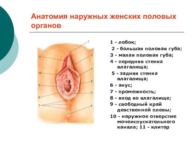 Анатомия наружных женских половых органов 1 - лобок; 2 - большая