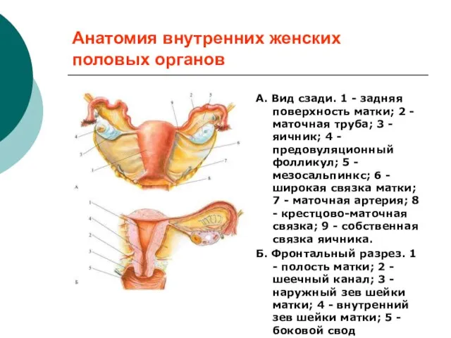 Анатомия внутренних женских половых органов А. Вид сзади. 1 - задняя