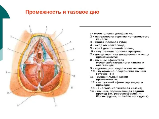 Промежность и тазовое дно 1 - мочеполовая диафрагма; 2 - наружное