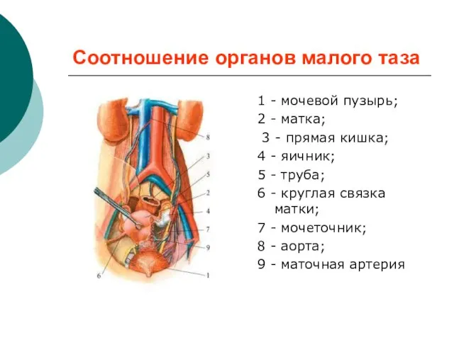 Соотношение органов малого таза 1 - мочевой пузырь; 2 - матка;