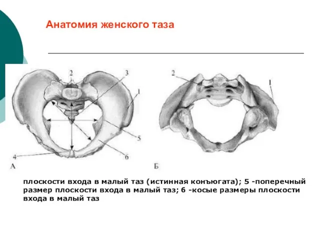 Анатомия женского таза А - вид сверху; Б - вид снизу;