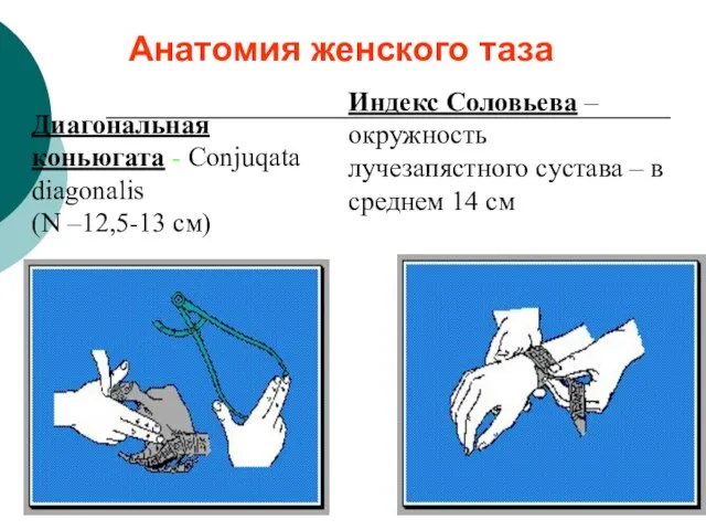 Анатомия женского таза Диагональная коньюгата - Cоnjuqata diagonalis (N –12,5-13 см)