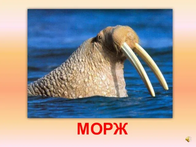 МОРЖ