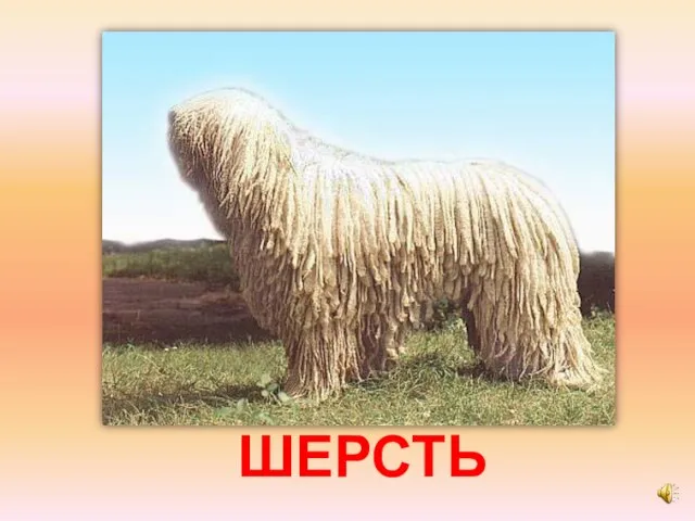 ШЕРСТЬ