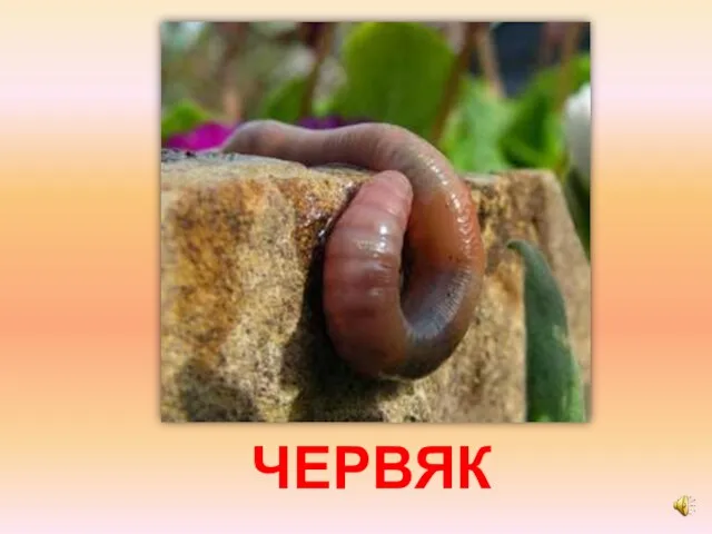 ЧЕРВЯК