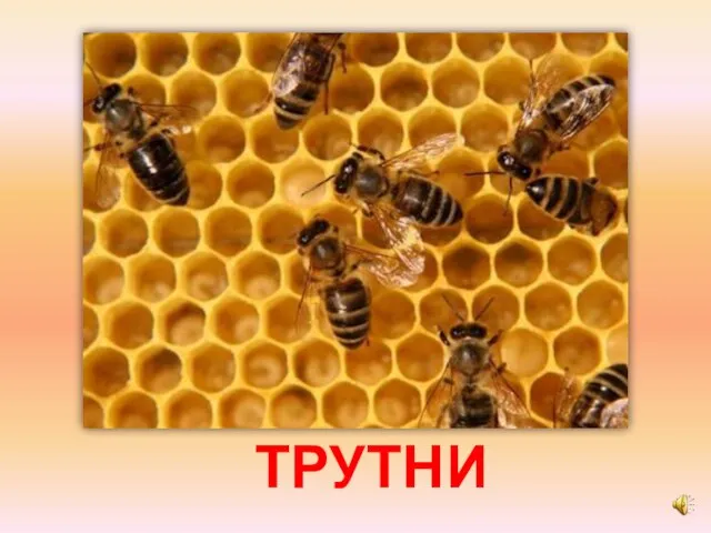 ТРУТНИ