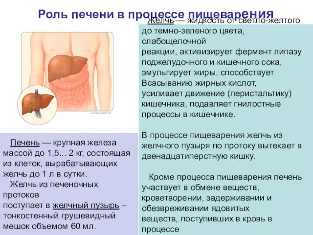 Роль печени в процессе пищеварения Желчь — жидкость от светло-желтого до