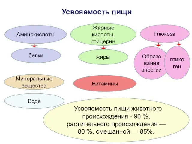 Усвояемость пищи белки жиры Образо вание энергии Вода Минеральные вещества Аминокислоты