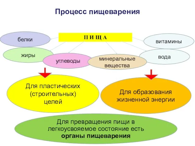 Процесс пищеварения Для превращения пищи в легкоусвояемое состояние есть органы пищеварения