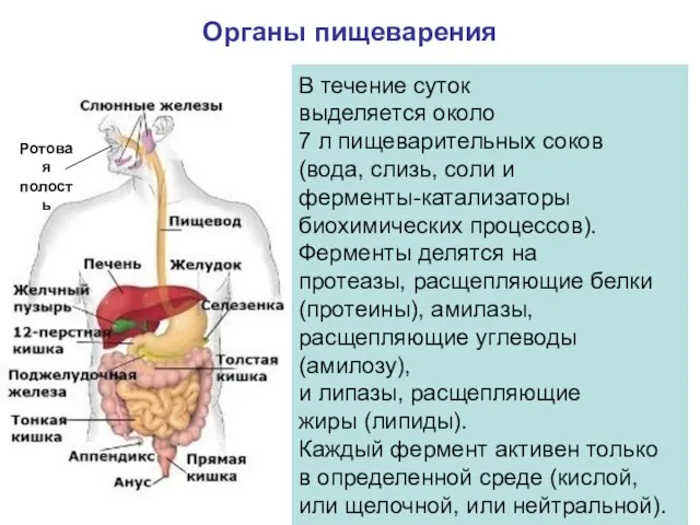 Ротовая полость Органы пищеварения В течение суток выделяется около 7 л