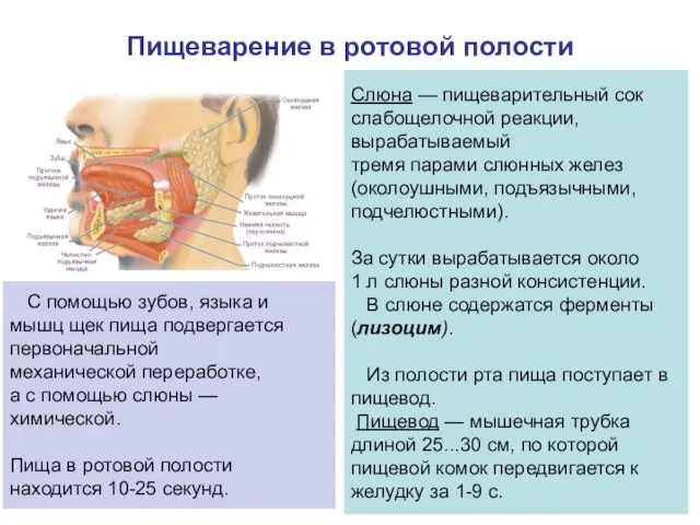 Пищеварение в ротовой полости Слюна — пищеварительный сок слабощелочной реакции, вырабатываемый