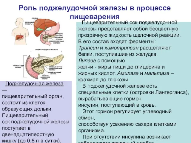 Роль поджелудочной железы в процессе пищеварения Пищеварительный сок поджелудочной железы представляет