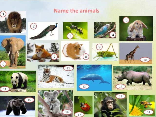 Name the animals 1 2 3 4 5 6 7 8