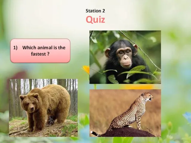 Station 2 Which animal is the fastest ? Quiz