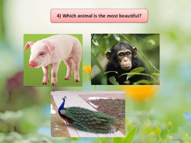 4) Which animal is the most beautiful?