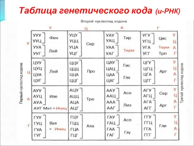 Таблица генетического кода (и-РНК)