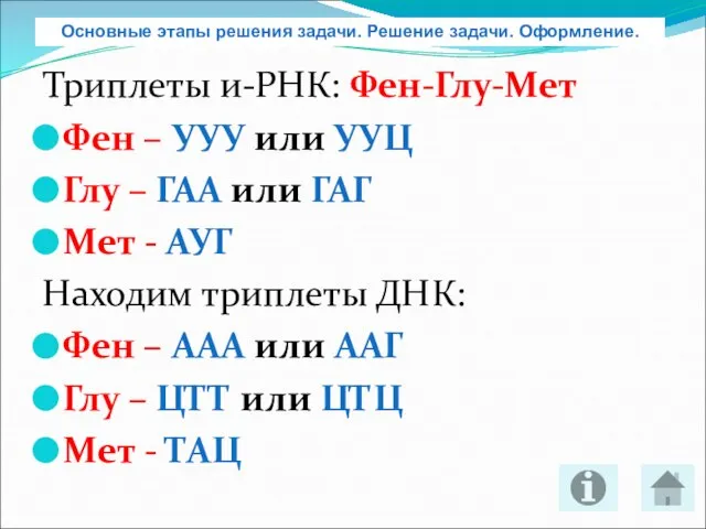 Триплеты и-РНК: Фен-Глу-Мет Фен – УУУ или УУЦ Глу – ГАА