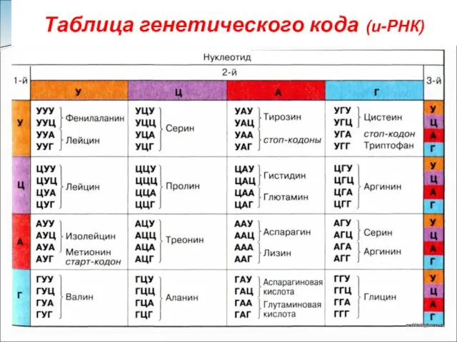 Таблица генетического кода (и-РНК)